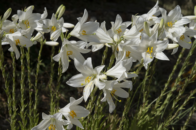 Lilium candidum.05