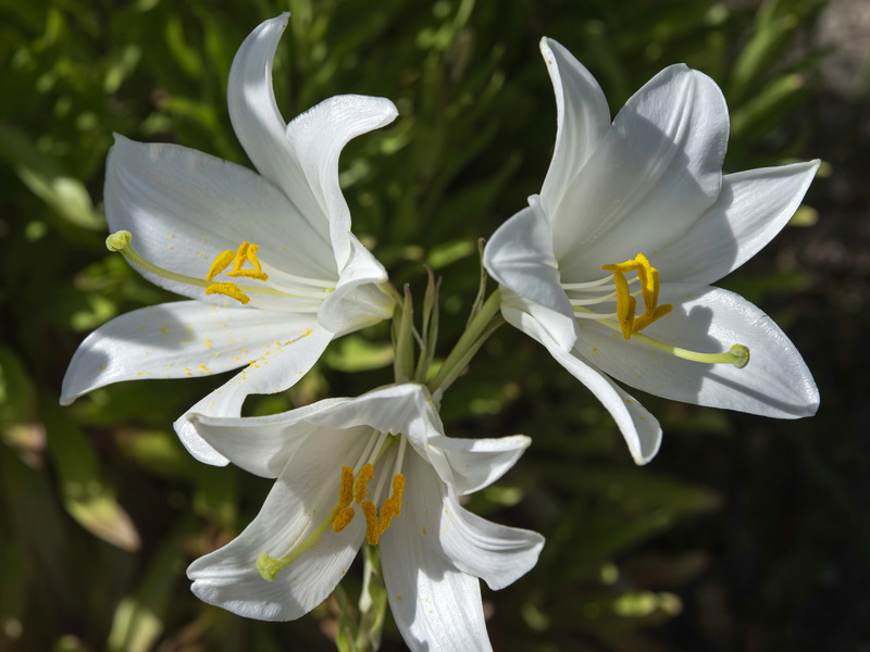 Lilium candidum.11