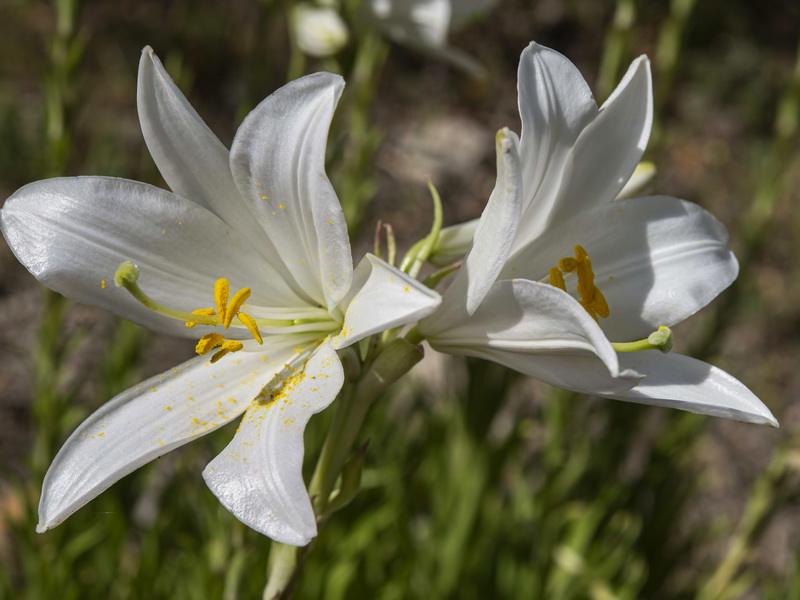 Lilium candidum.12