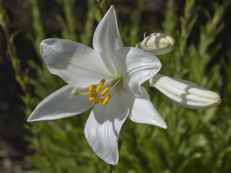 Lilium candidum.13