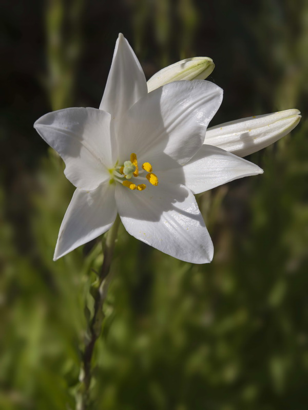 Lilium candidum.14