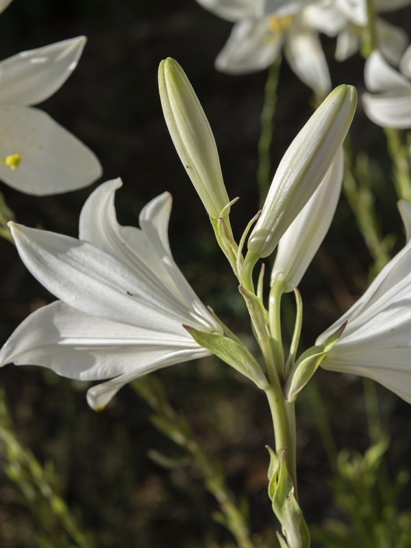 Lilium candidum.15