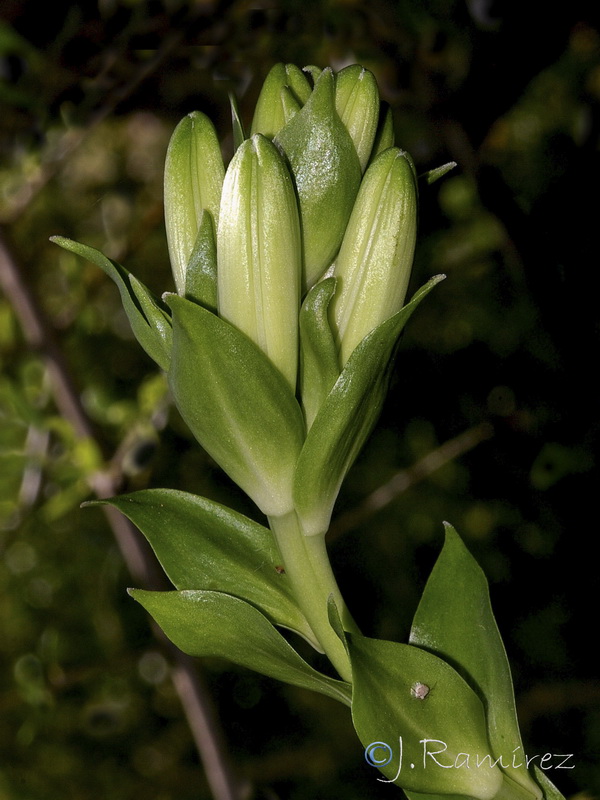 Lilium candidum.03