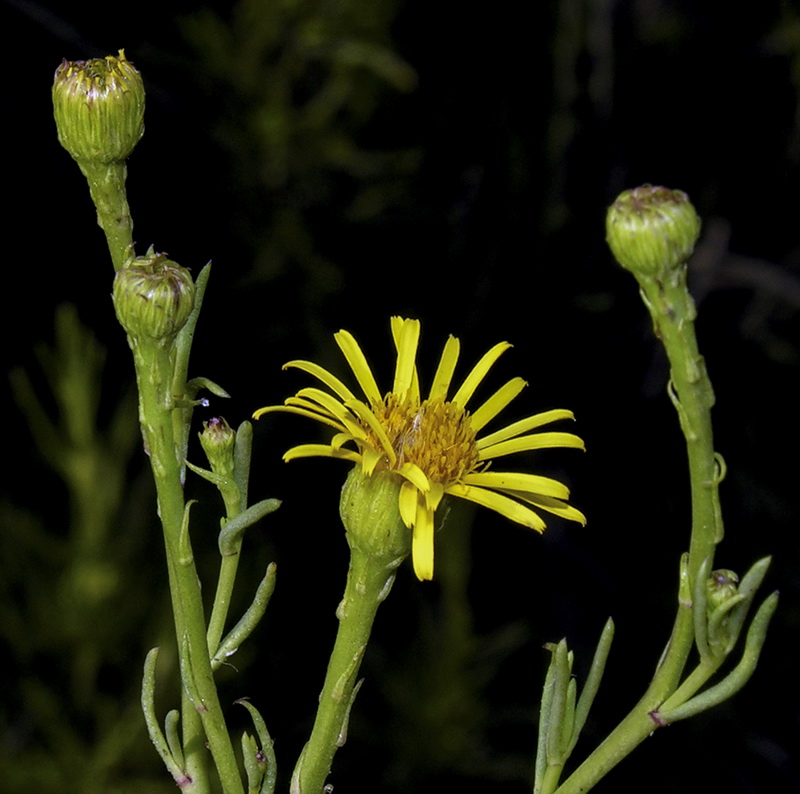 Limbarda crithmoides.01