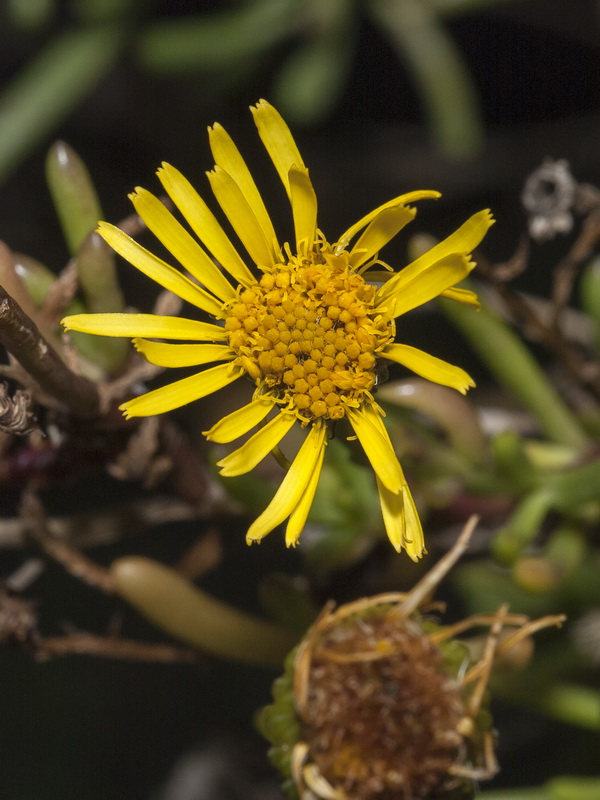 Limbarda crithmoides.02