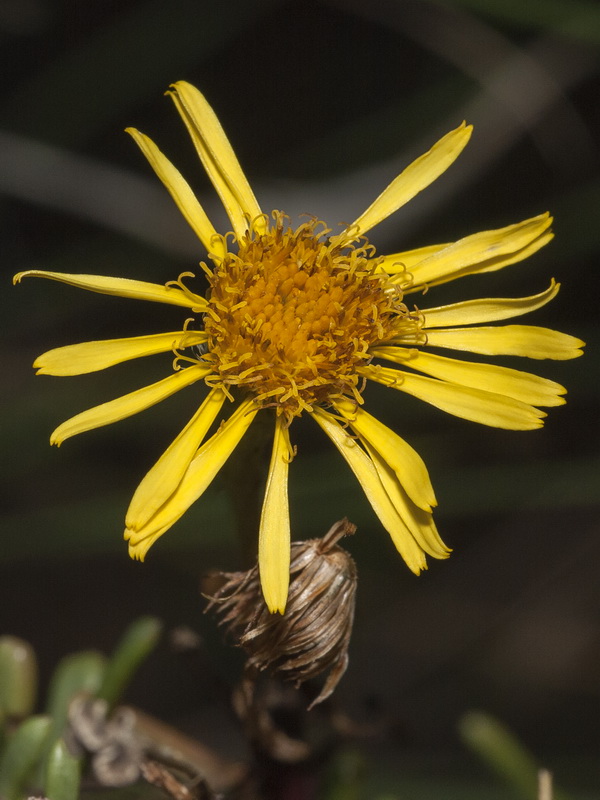 Limbarda crithmoides.03