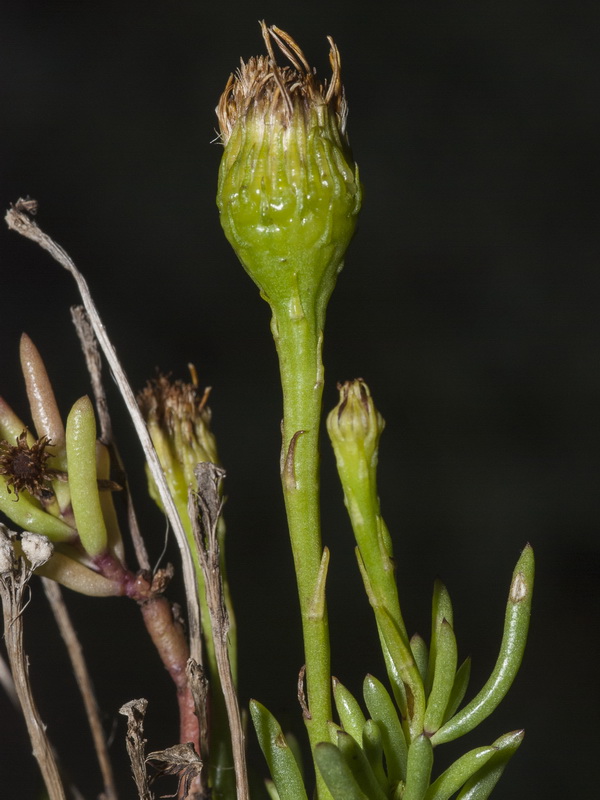 Limbarda crithmoides.04
