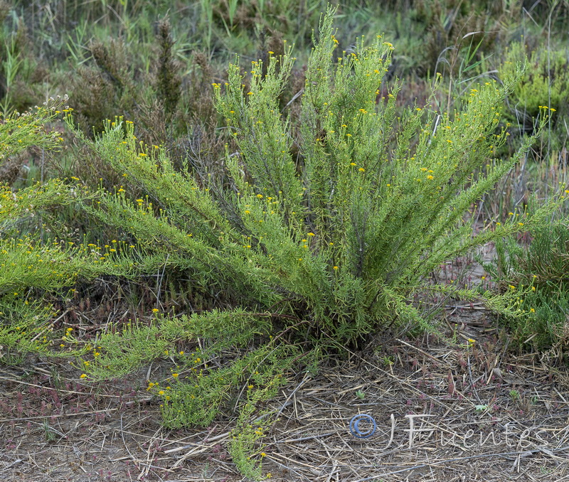 Limbarda crithmoides.05