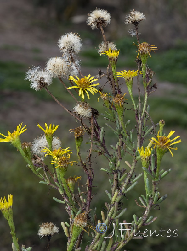 Limbarda crithmoides.06
