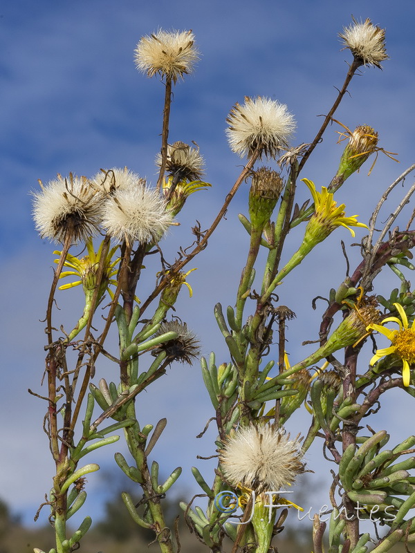 Limbarda crithmoides.07