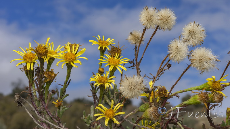 Limbarda crithmoides.09