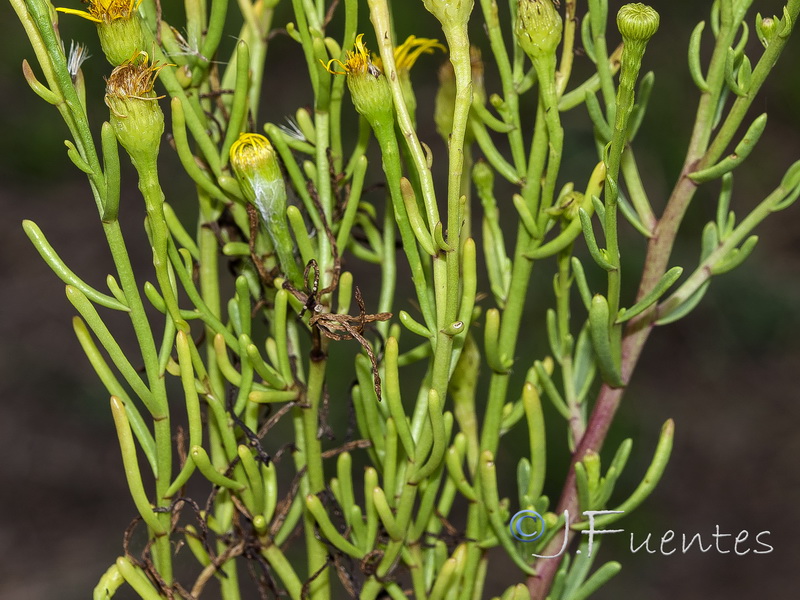 Limbarda crithmoides.13