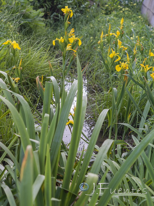 Limniris pseudacorus.03