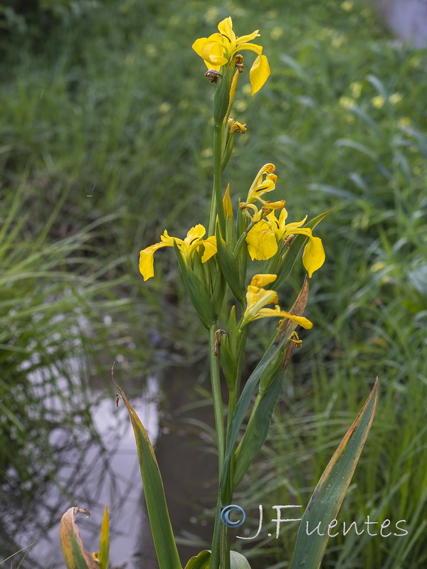 Limniris pseudacorus.05