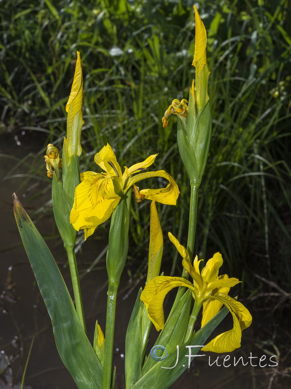 Limniris pseudacorus.06