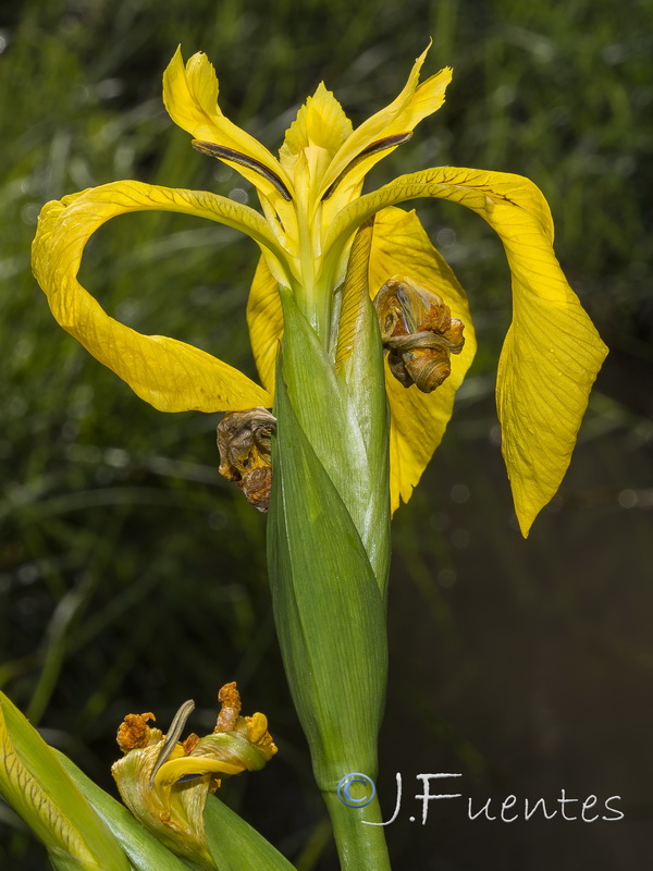 Limniris pseudacorus.08