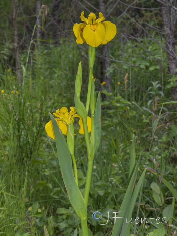 Limniris pseudacorus.09