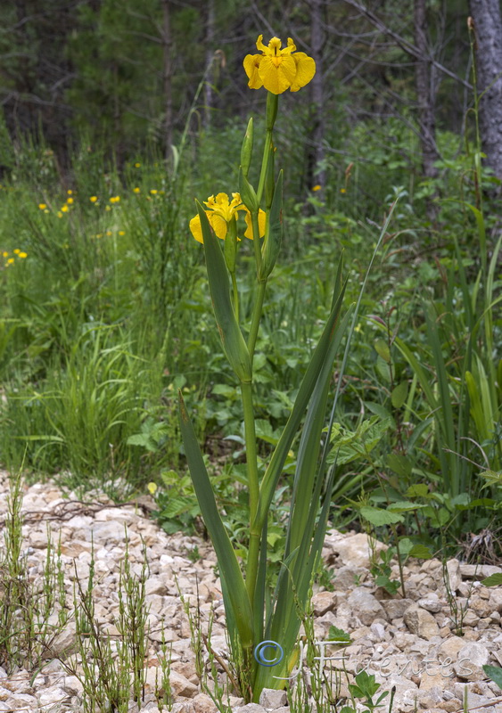 Limniris pseudacorus.10