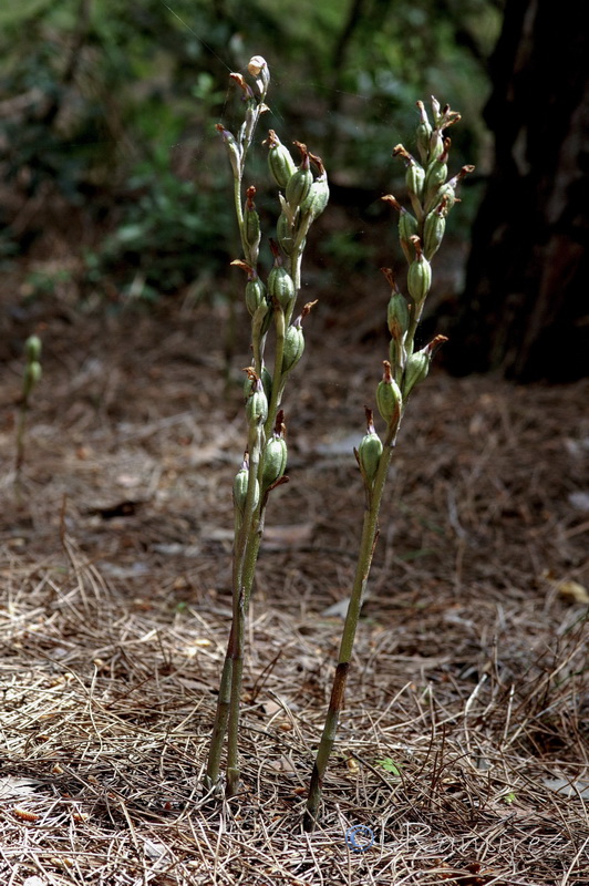 Limodorum trabutianum.15