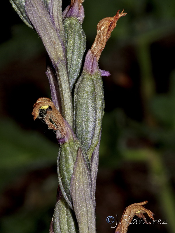 Limodorum trabutianum.17