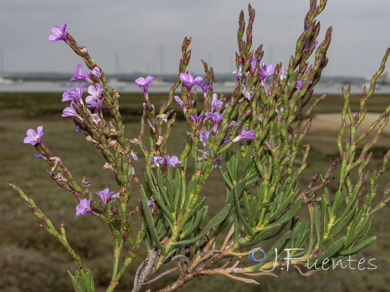 Limonastrum monopetalum.03