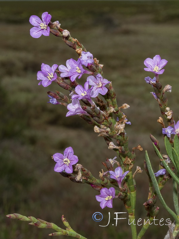 Limonastrum monopetalum.04