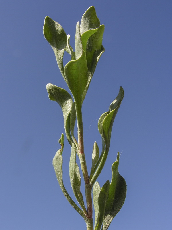 Limonastrum monopetalum.15