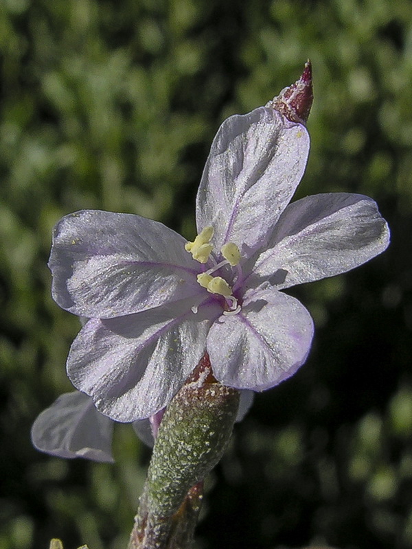 Limonastrum monopetalum.20