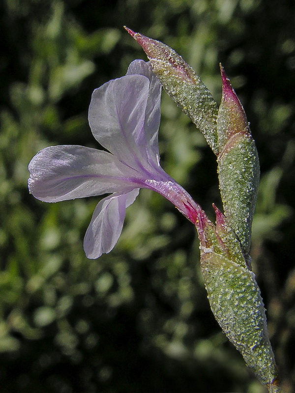 Limonastrum monopetalum.23