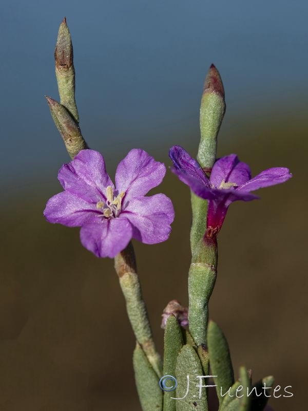 Limonastrum monopetalum.26