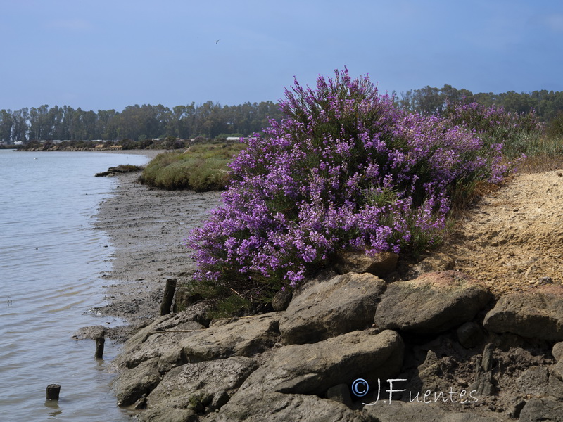Limonastrum monopetalum.01