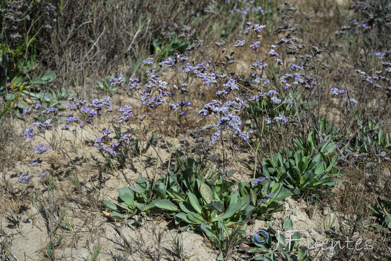 Limonium algarvense.01