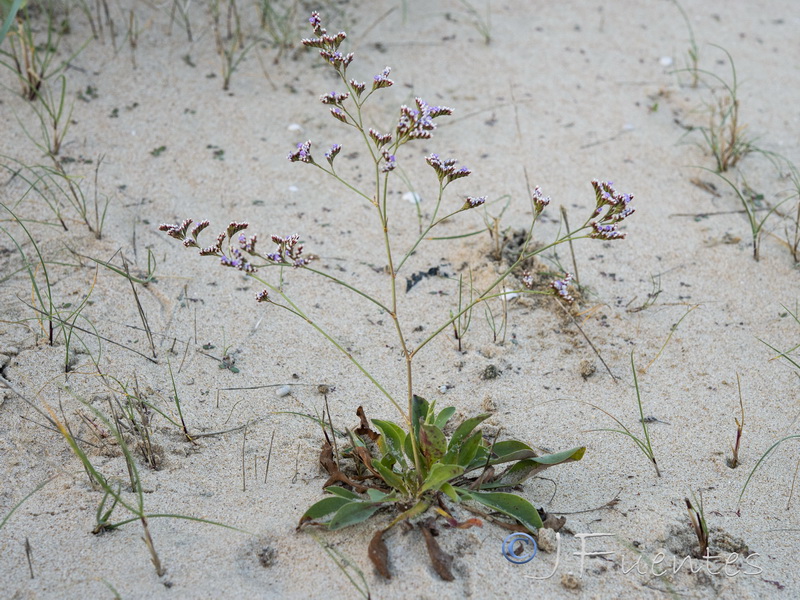 Limonium algarvense.04