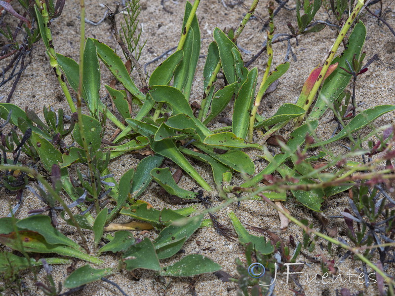 Limonium algarvense.06