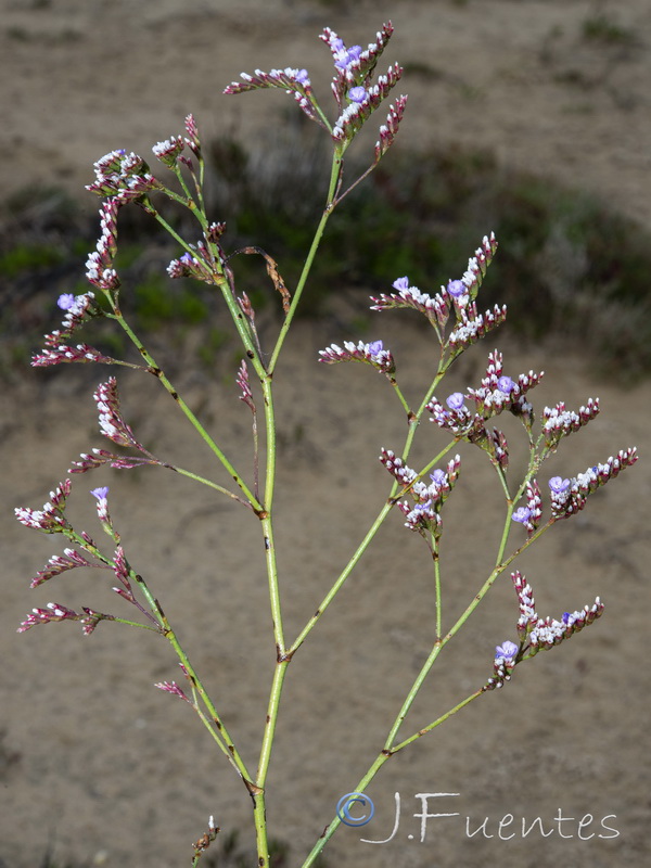 Limonium algarvense.07