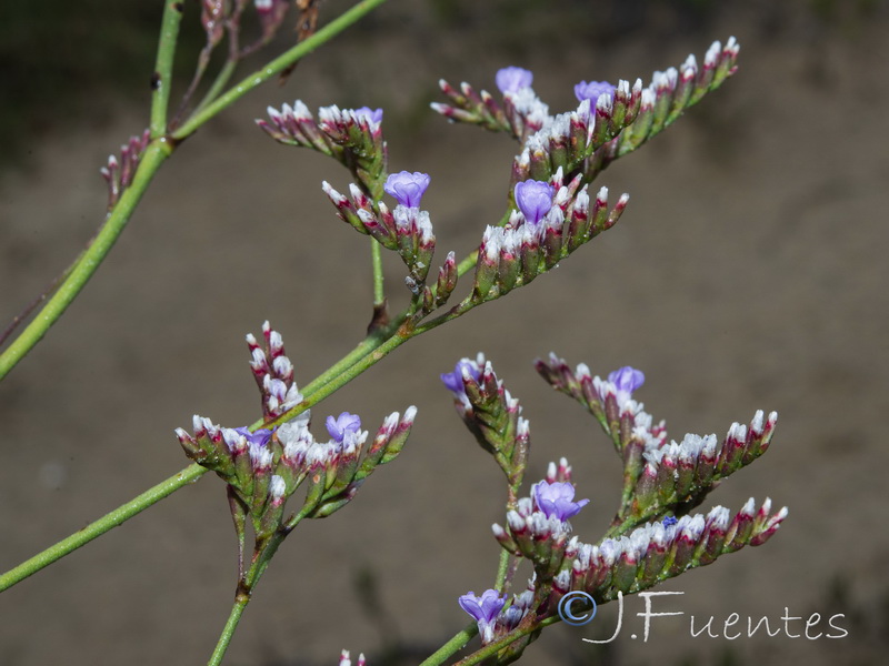 Limonium algarvense.08