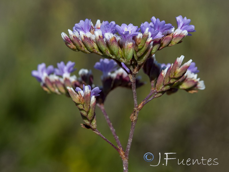 Limonium algarvense.09