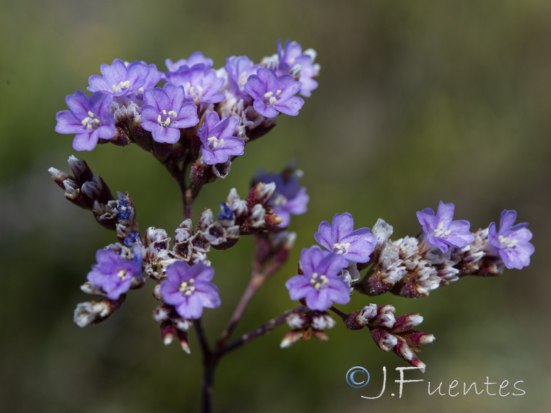 Limonium algarvense.10