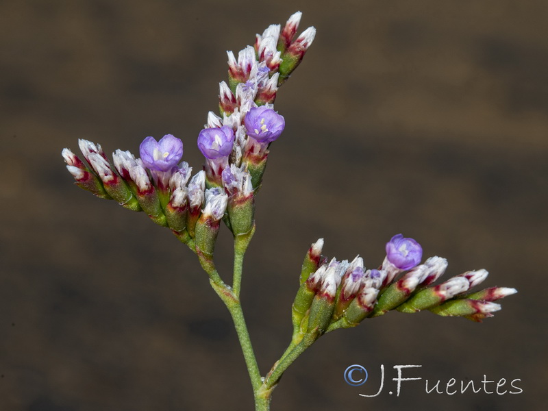 Limonium algarvense.11
