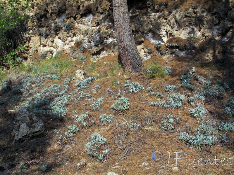 Limonium alicunense.01