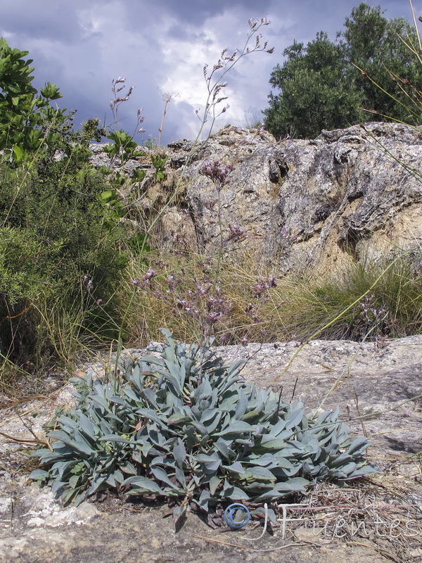 Limonium alicunense.03