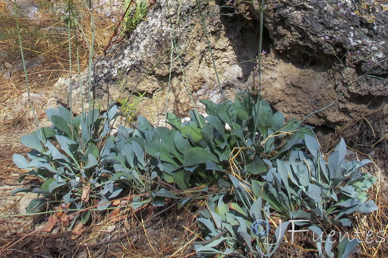 Limonium alicunense.04
