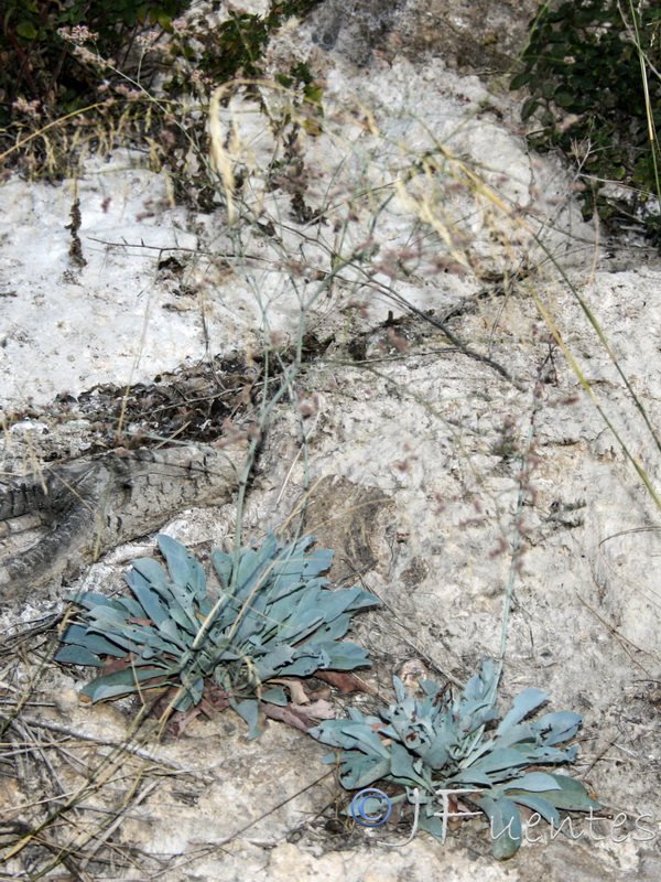 Limonium alicunense.06