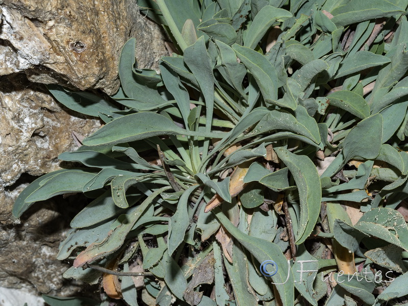 Limonium alicunense.14