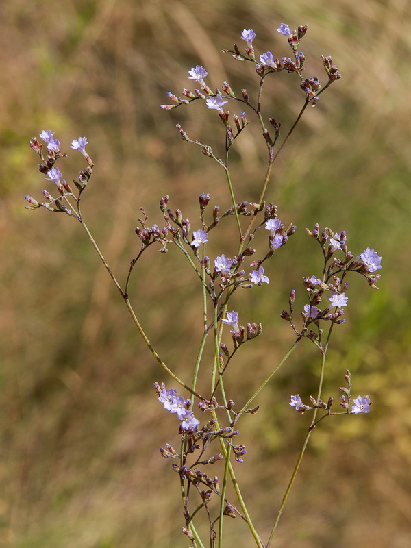 Limonium alicunense.25