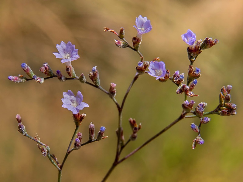 Limonium alicunense.26
