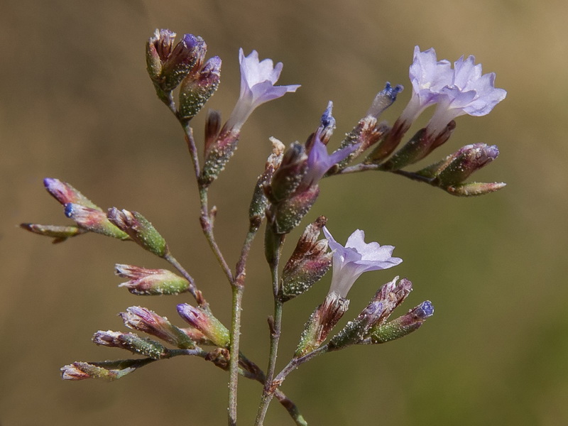 Limonium alicunense.27