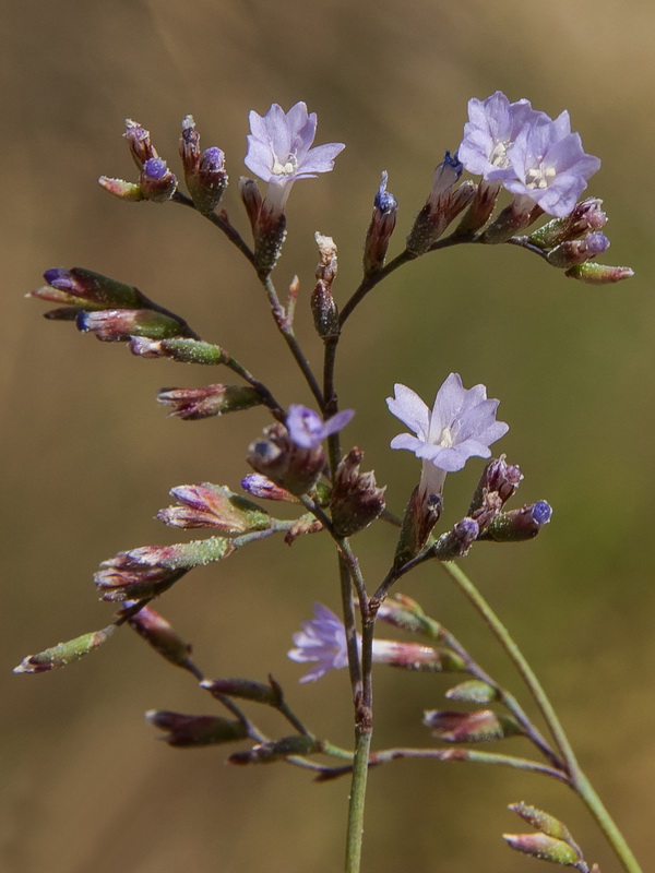 Limonium alicunense.28