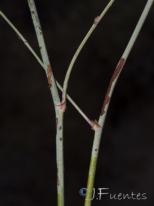Limonium alicunense.08