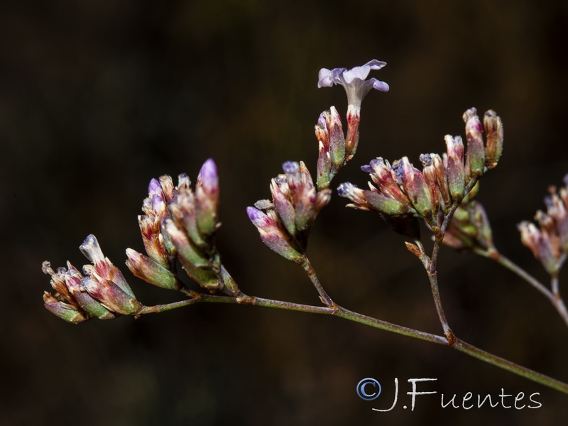 Limonium alicunense.30
